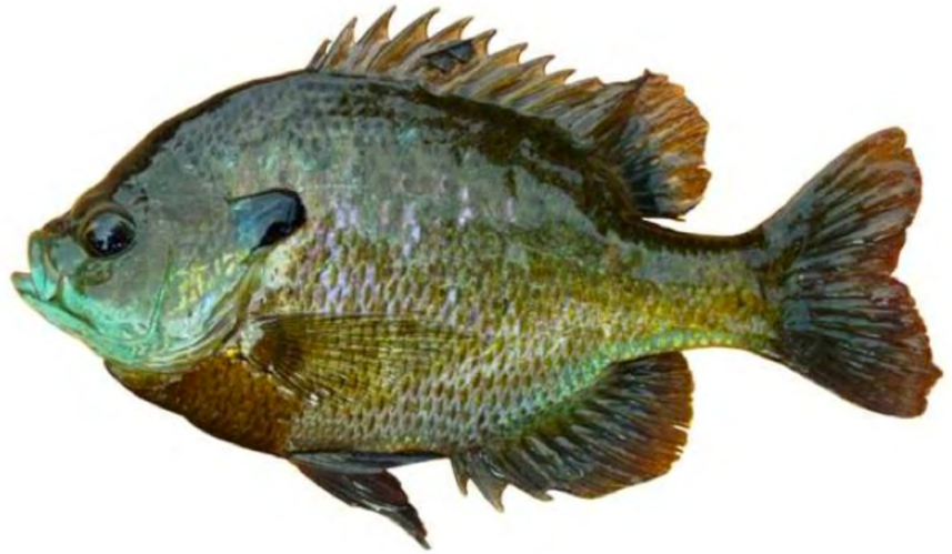 Bluegill