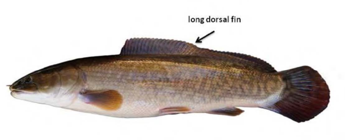 Bowfin