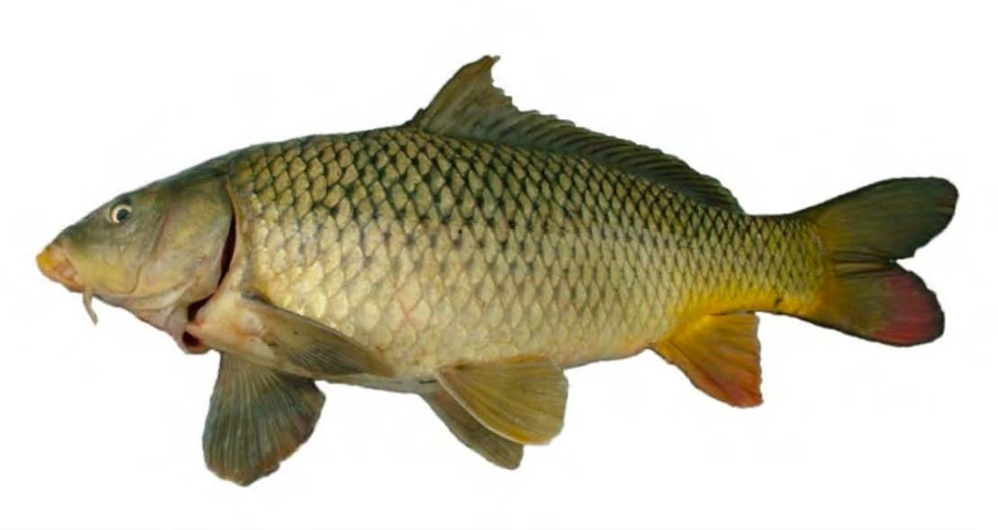 Common Carp