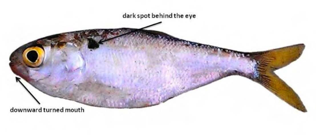 Gizzard Shad