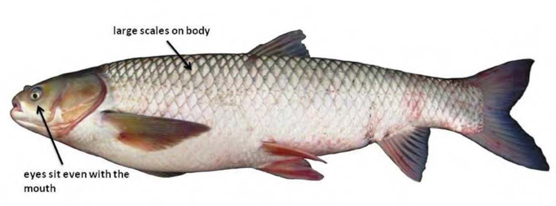Grass Carp