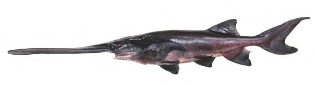 Paddlefish