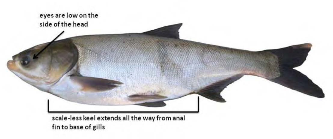 Silver Carp