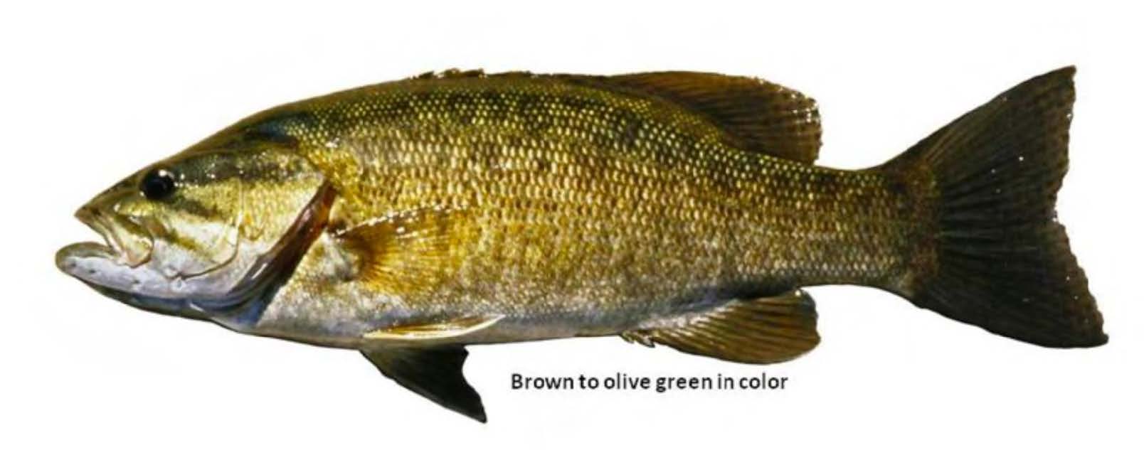 Smallmouth Bass