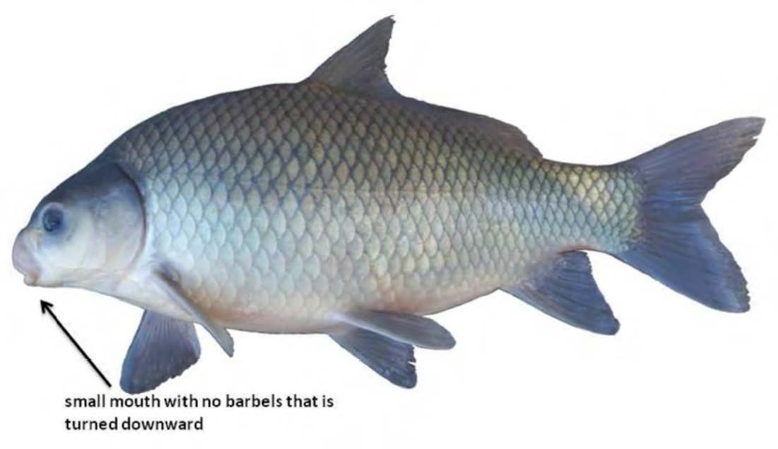 Smallmouth buffalo