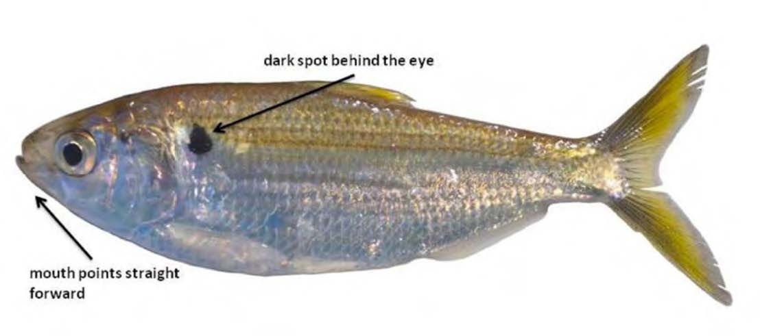 Threadfin Shad