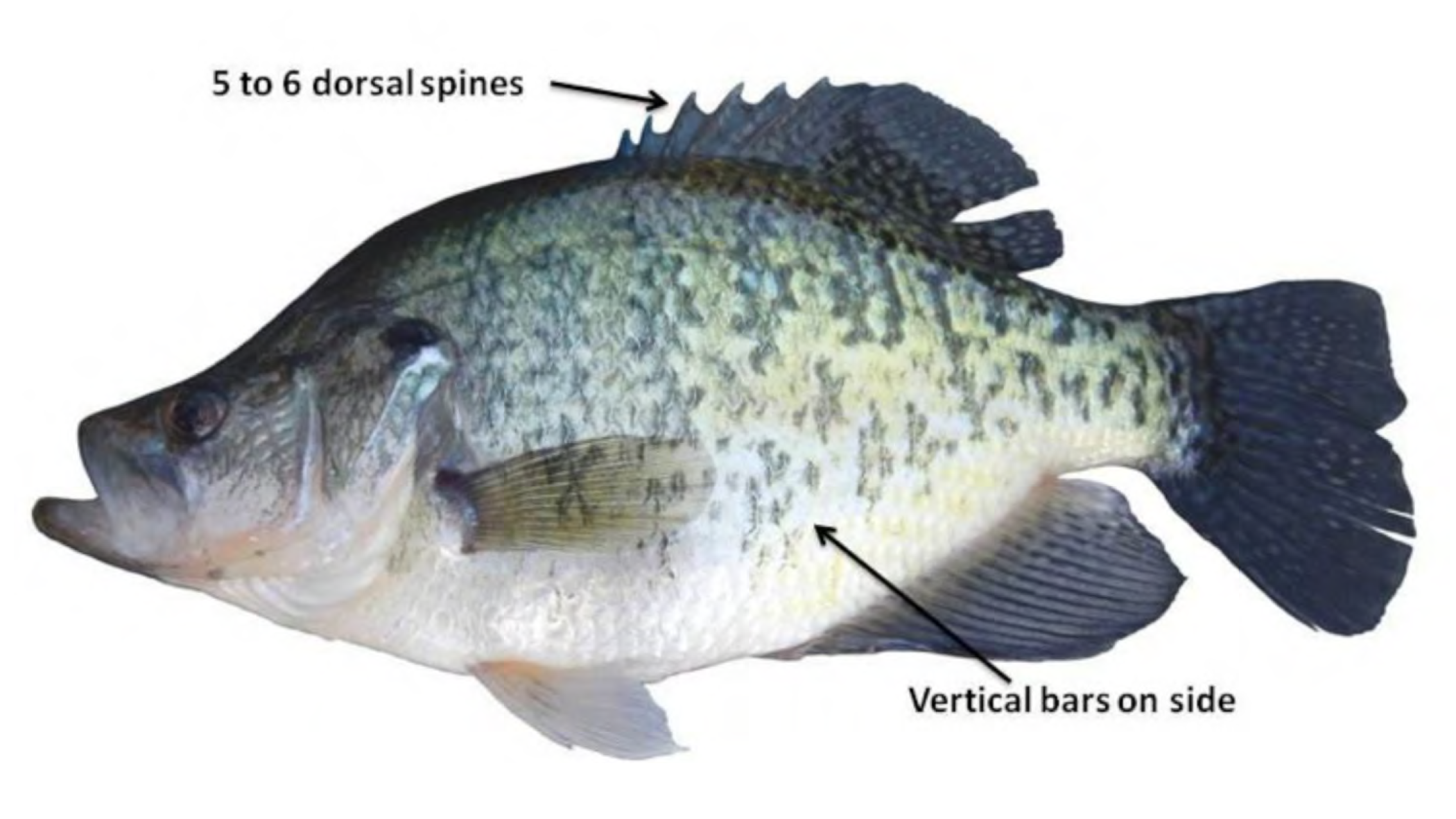 White Crappie