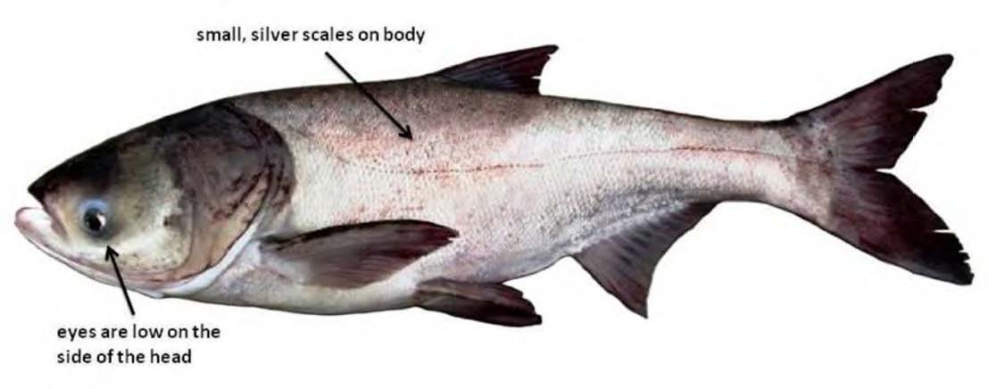 Bighead Carp