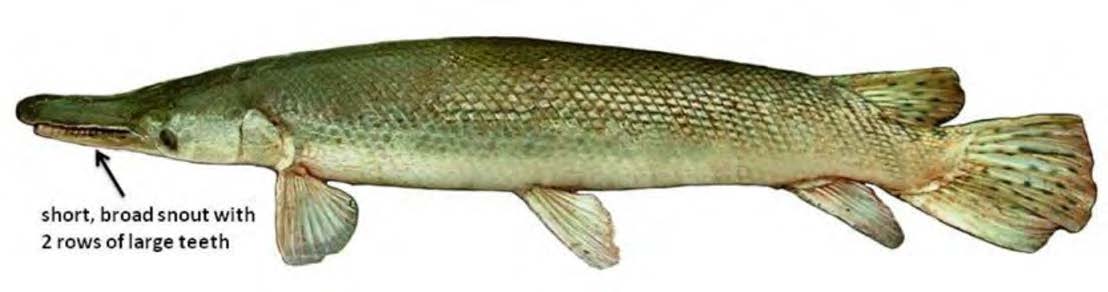 Alligator Gar