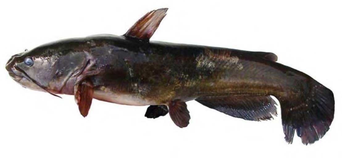 Black Bullhead