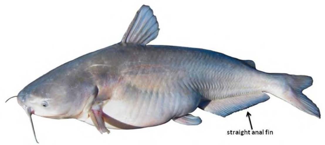 Blue Catfish