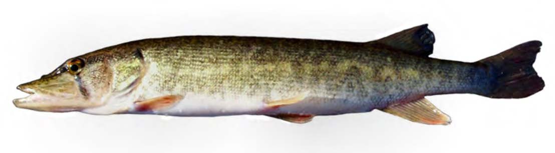 chain/redfin Pickerel