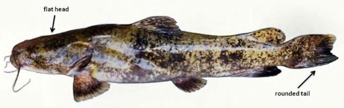 Flathead Catfish