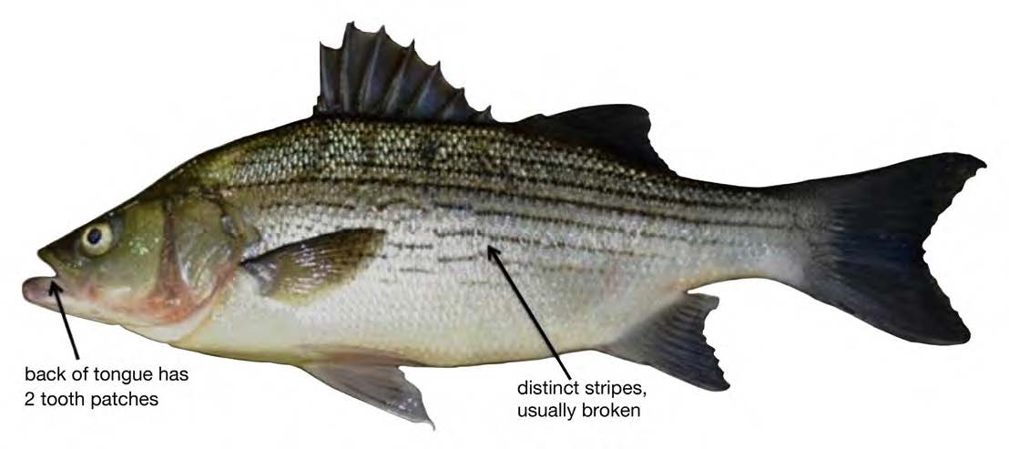 Hybrid Striped Bass