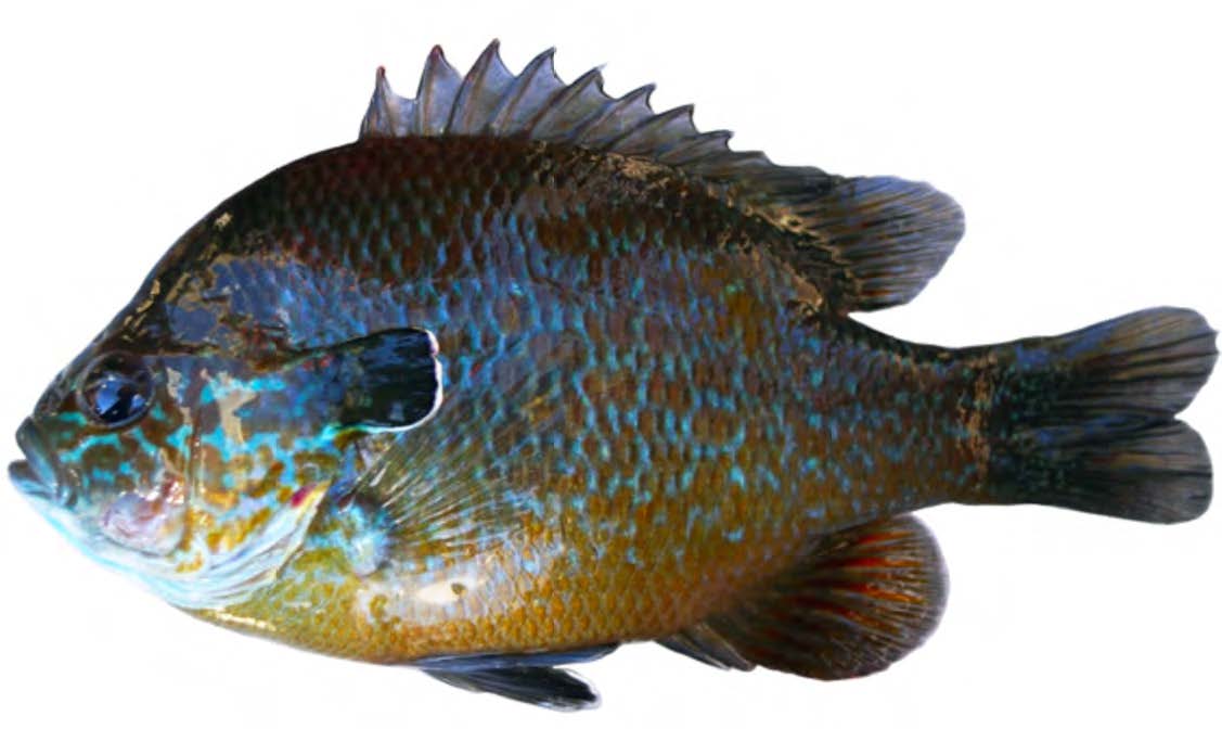 Longear Sunfish