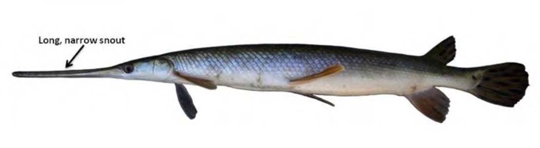 Longnose Gar
