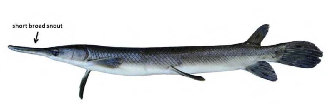 Shortnose Gar