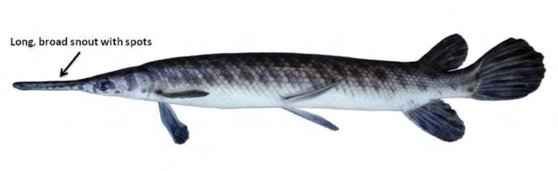 Spotted Gar