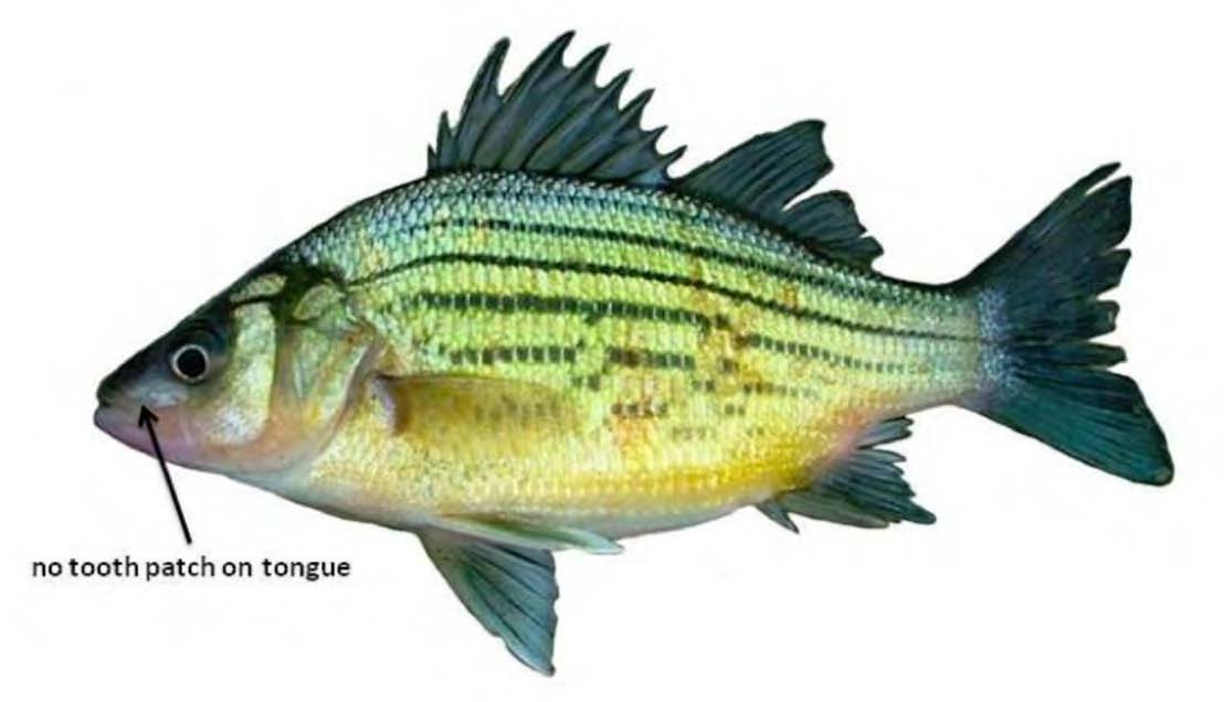Yellow Bass