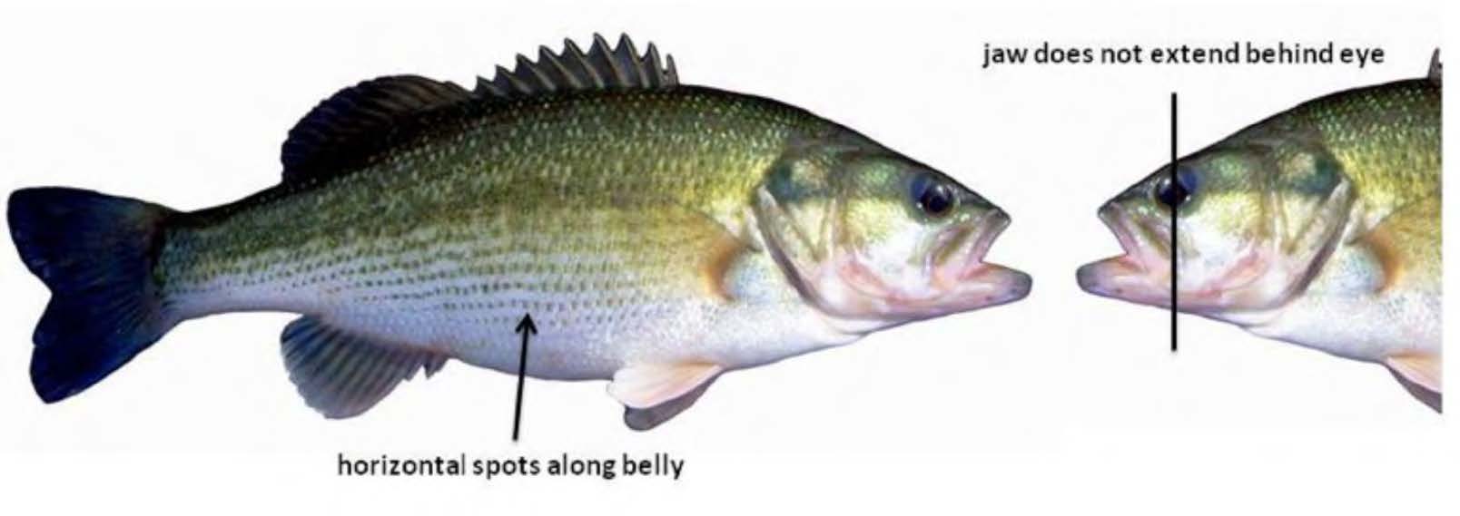Spotted Bass