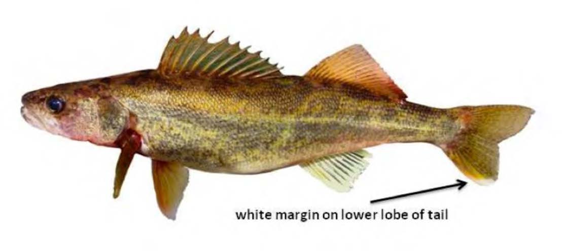 Walleye