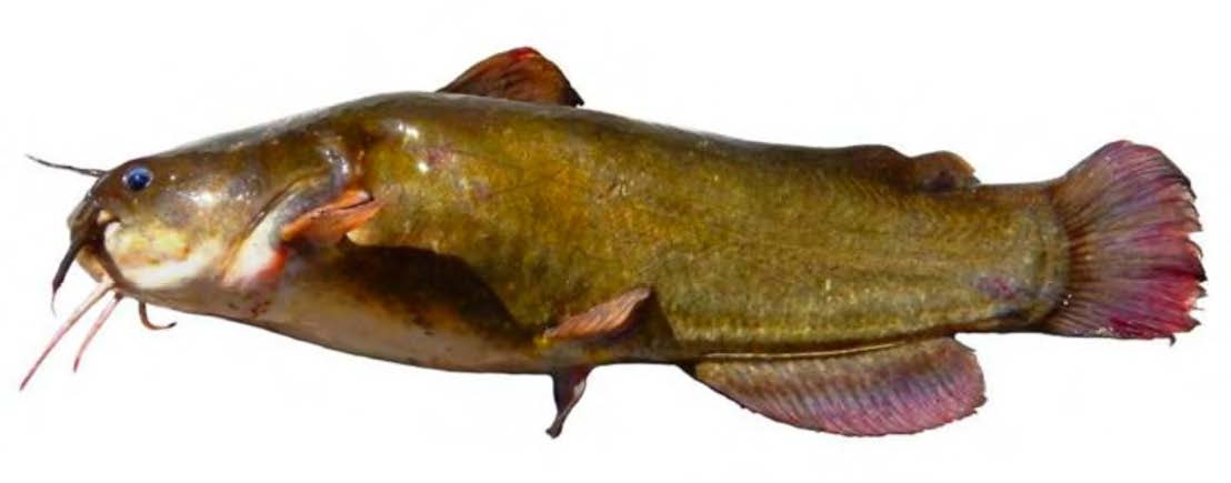 Yellow Bullhead