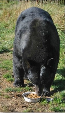 Bear eating pet food from a bowl