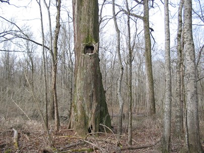 Delta habitat