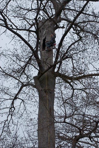 Black bear tree den