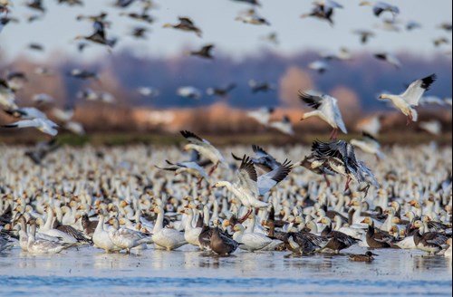 Light geese