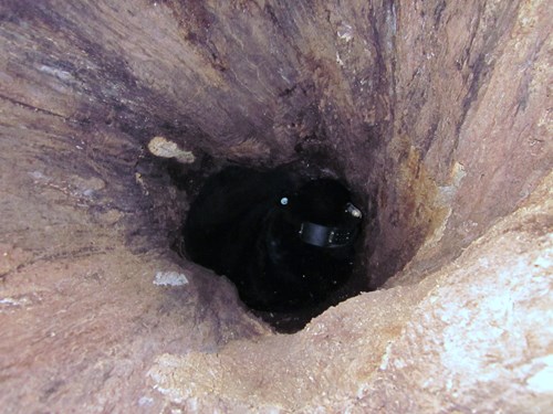 Black bear den