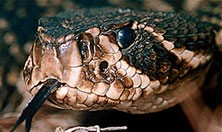 amphibians & reptiles