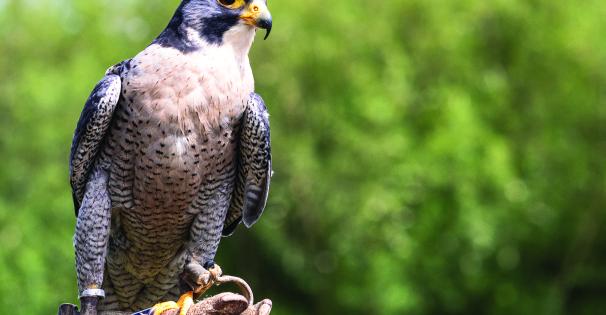 Falcon is held by a handler