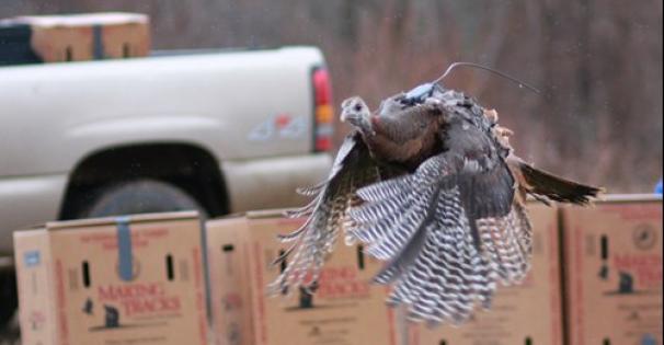 Hen in flight