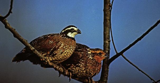 Quail