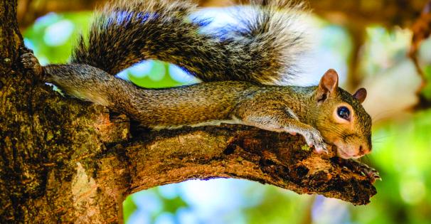 Squirrel