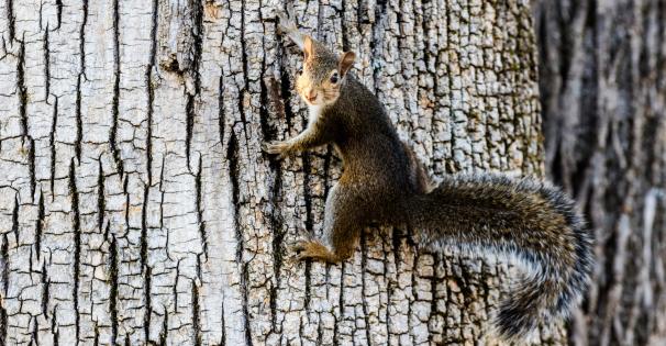 Squirrel