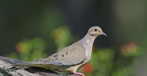 Dove