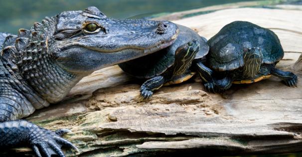 Gator and Turtles