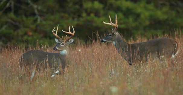 Two Deer