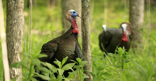 Turkey Habitat