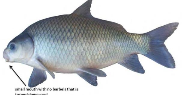 Smallmouth buffalo
