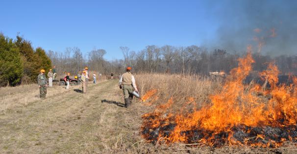 Quail Fire