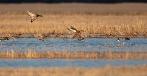 Waterfowl