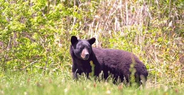 Black bear in a field