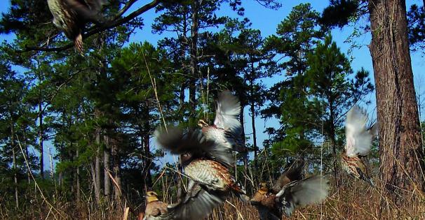 quail covey flush