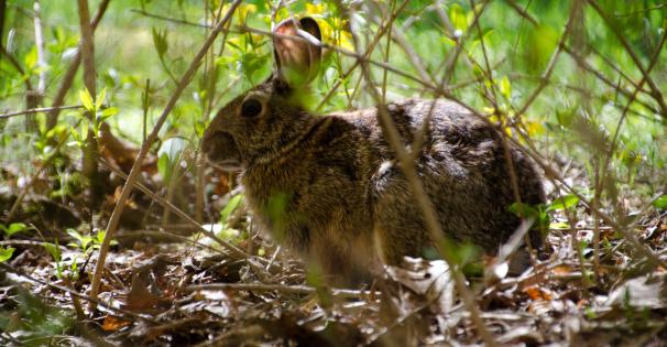 Rabbit 4