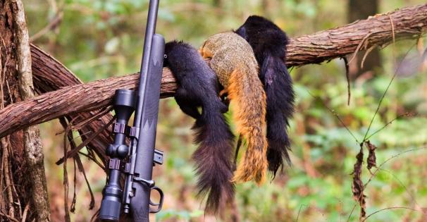 squirrel harvest