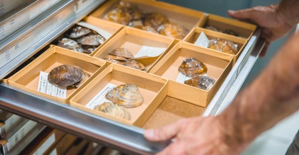 Museum collections