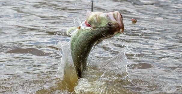 Bass